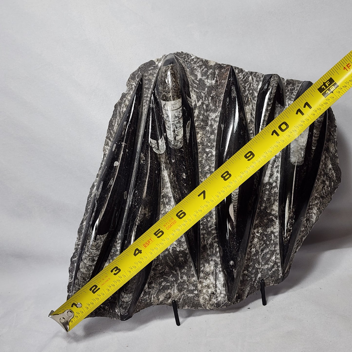 Pleasant Orthoceras Plate