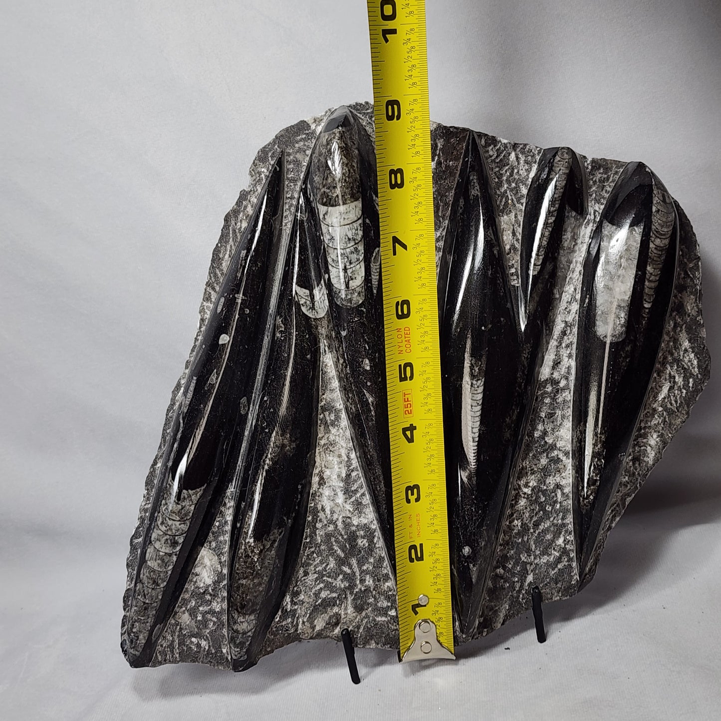 Pleasant Orthoceras Plate