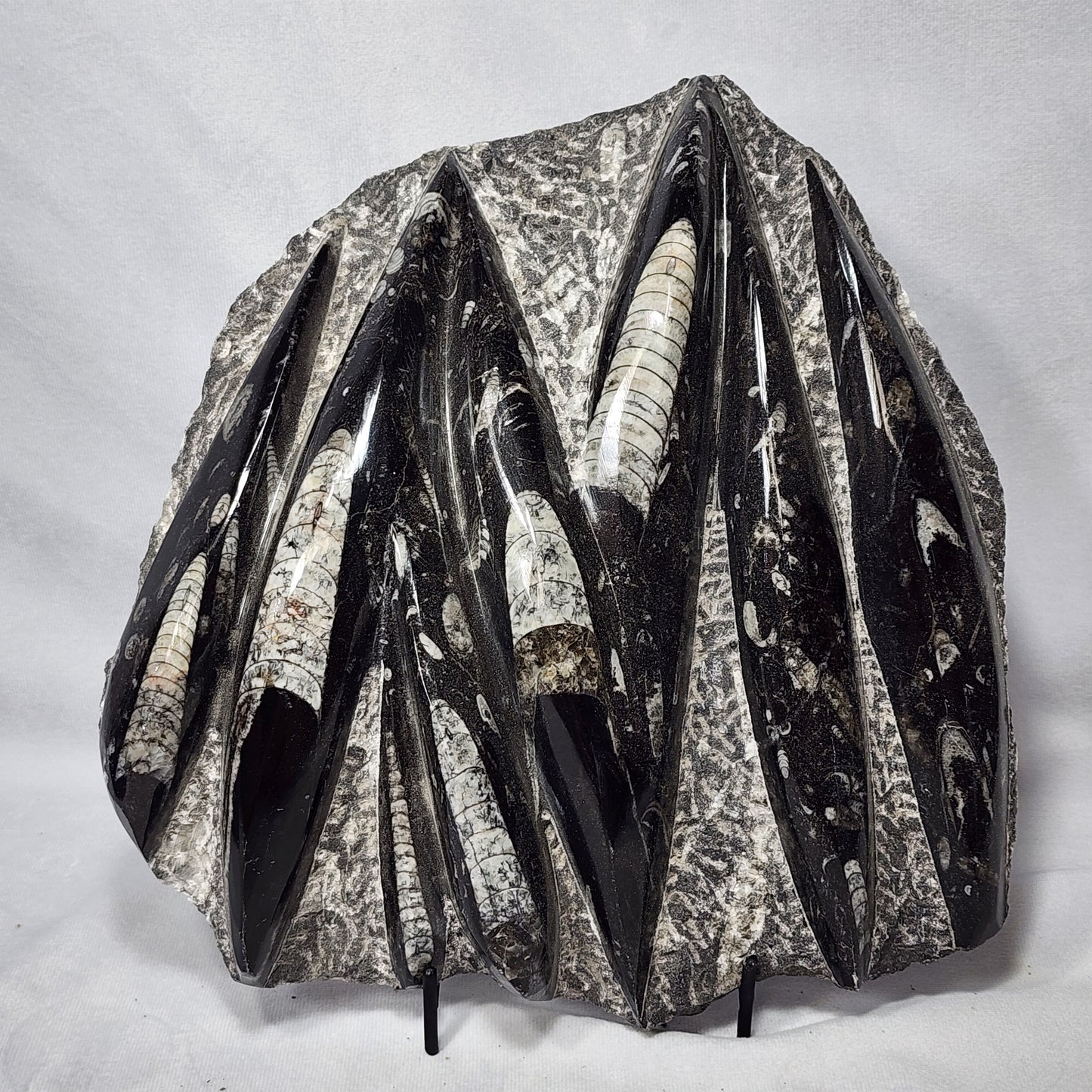 Marvelous Nautiloid Plate