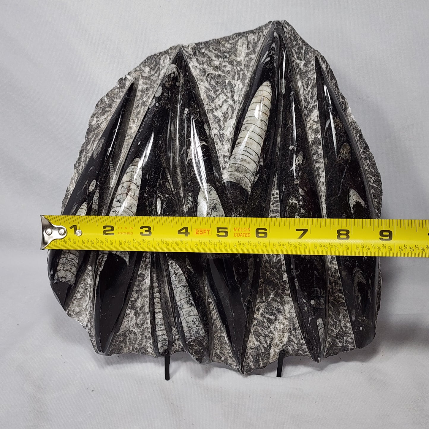 Marvelous Nautiloid Plate