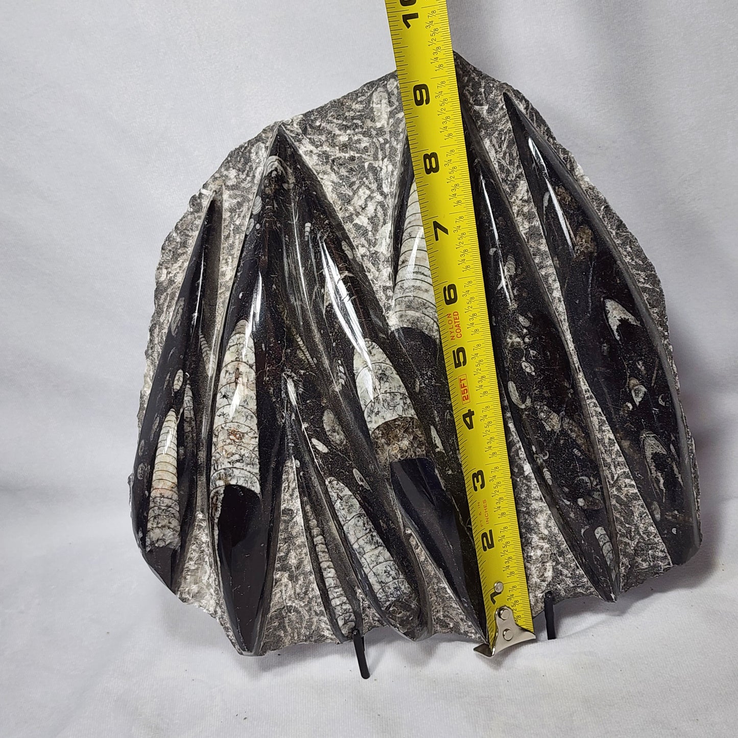 Marvelous Nautiloid Plate