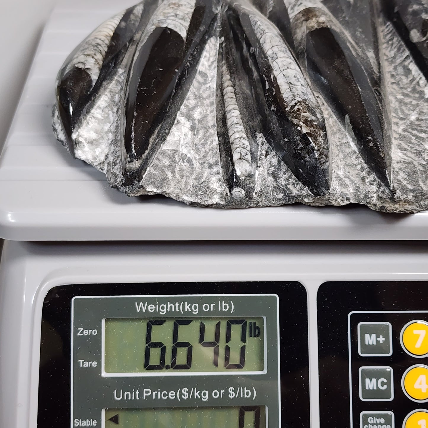 Marvelous Nautiloid Plate