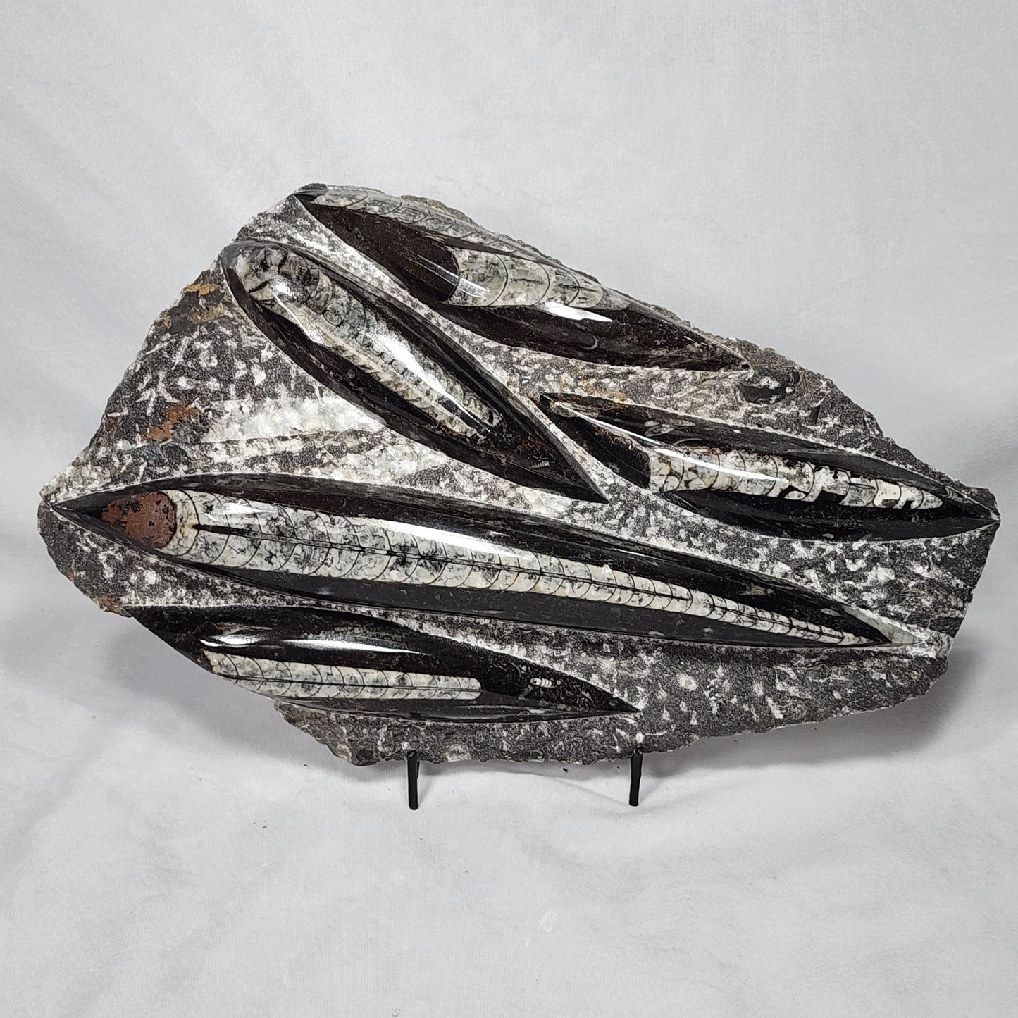 Astonishing Orthoceras Plate