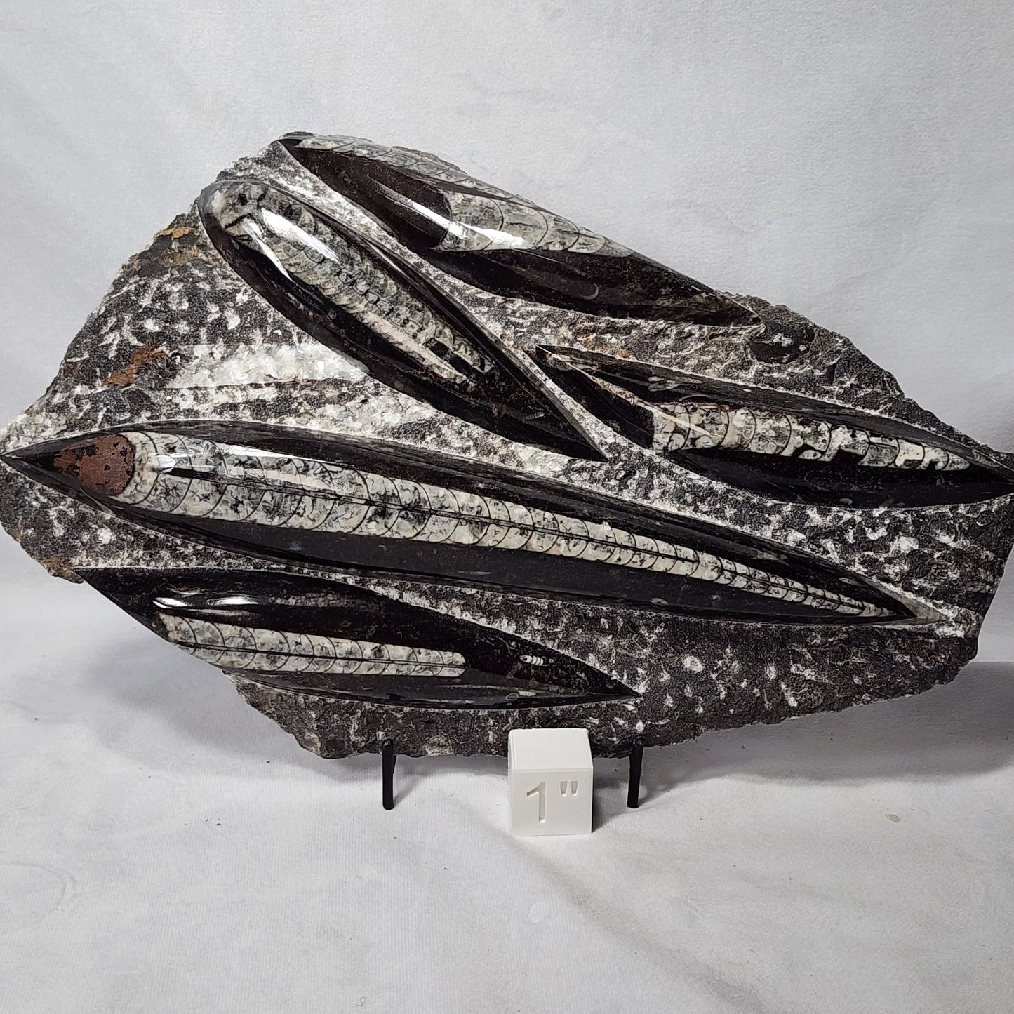 Astonishing Orthoceras Plate