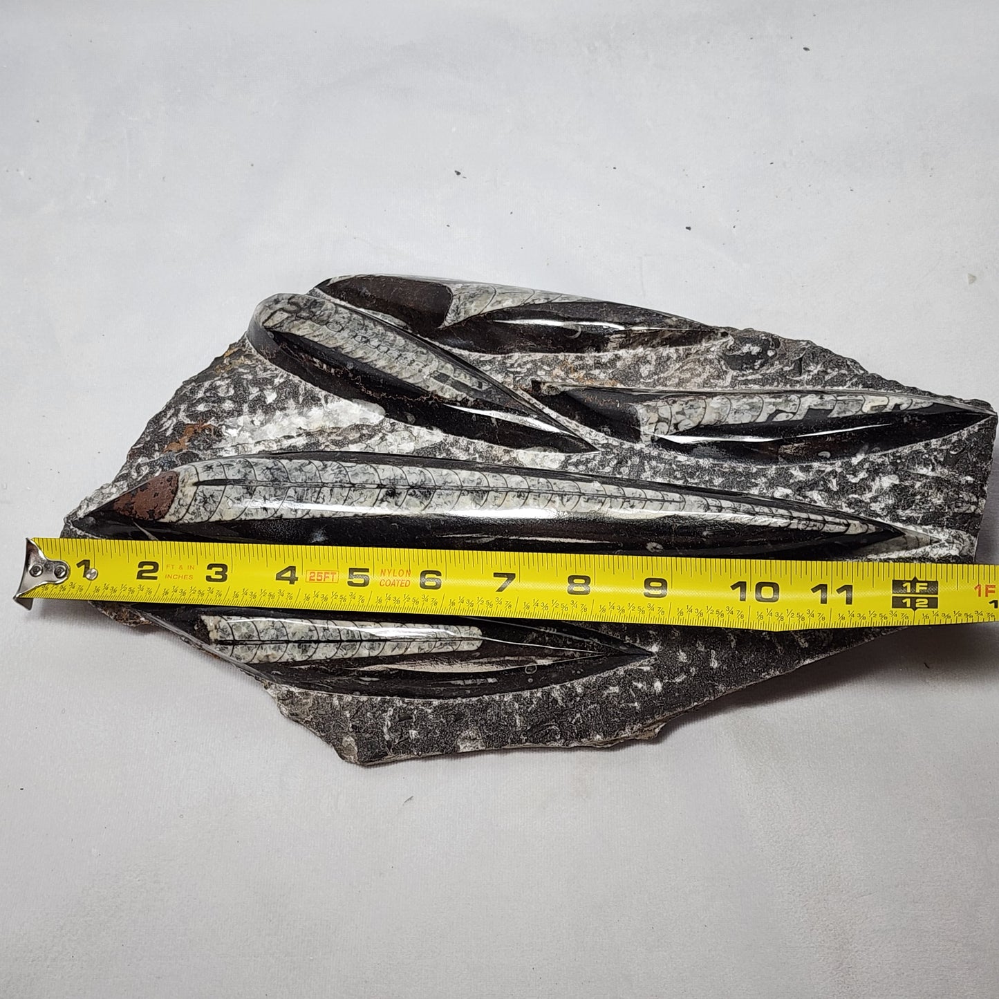 Astonishing Orthoceras Plate