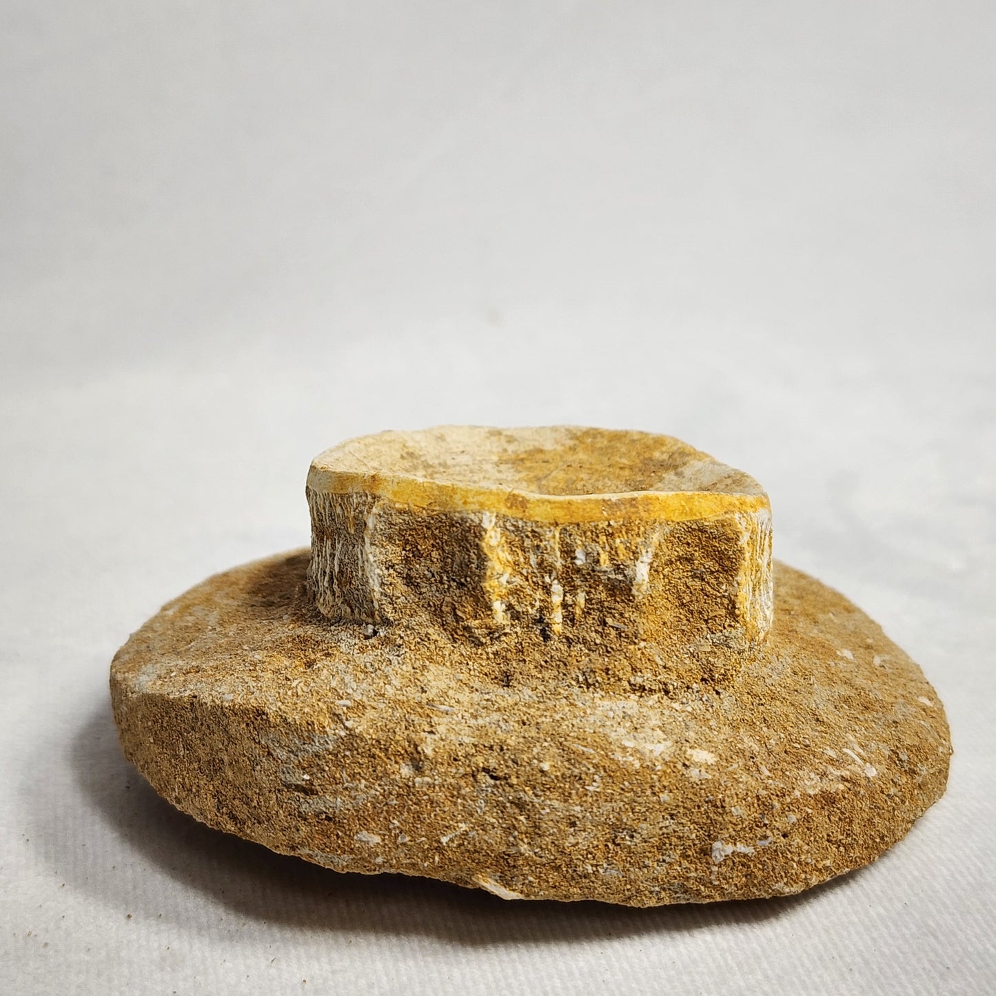 Fossilized Vertebrae from Morocco