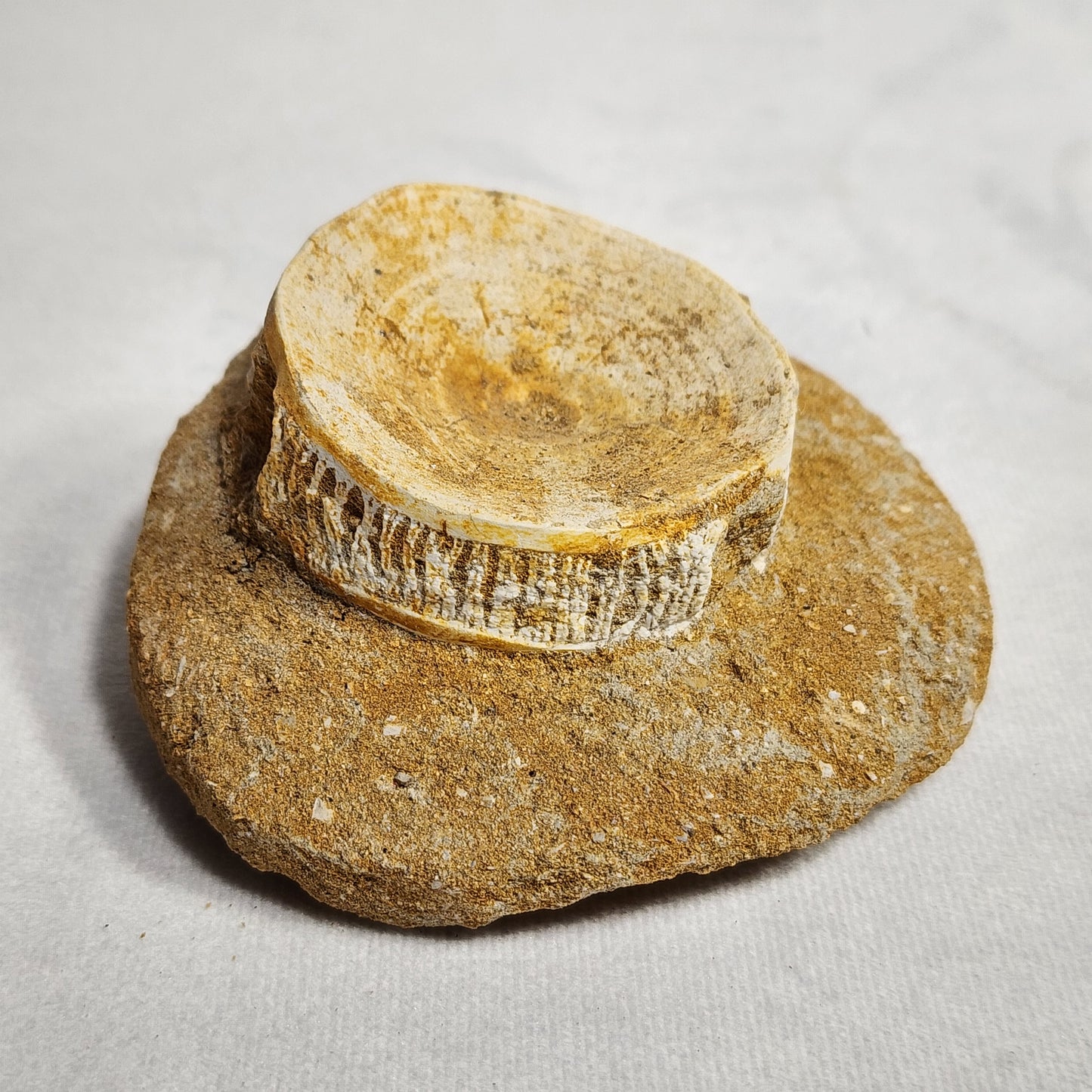 Fossilized Vertebrae from Morocco