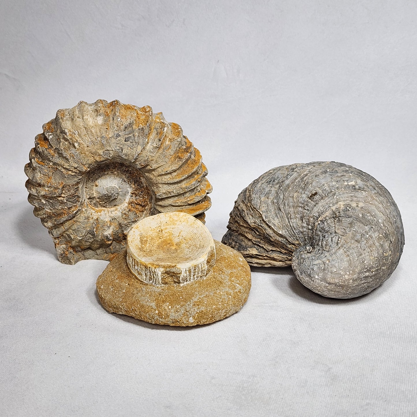 Fossilized Vertebrae from Morocco