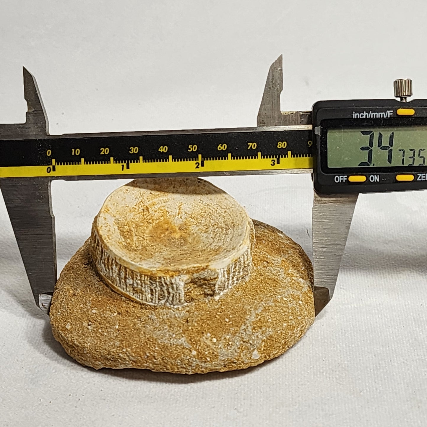 Fossilized Vertebrae from Morocco