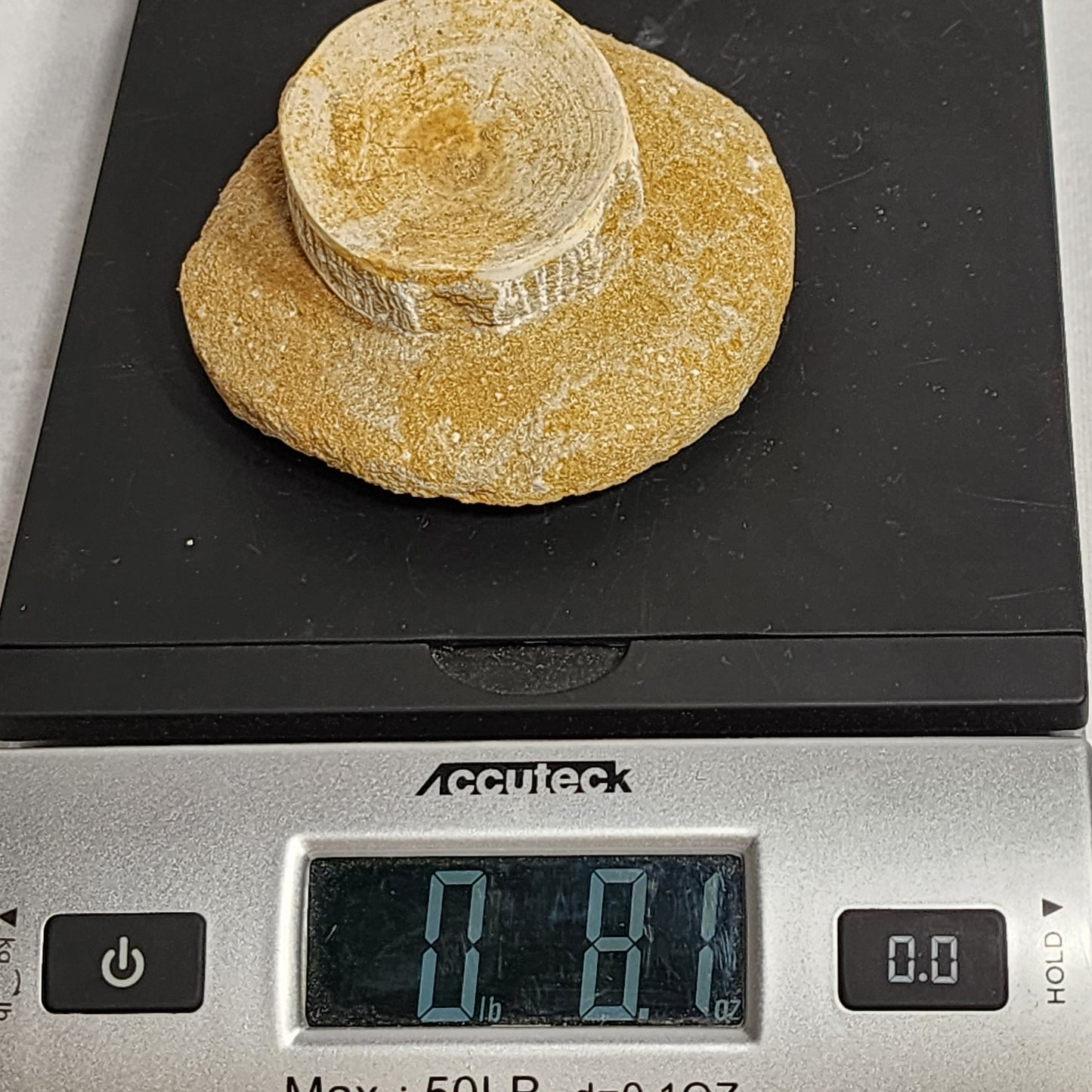 Fossilized Vertebrae from Morocco