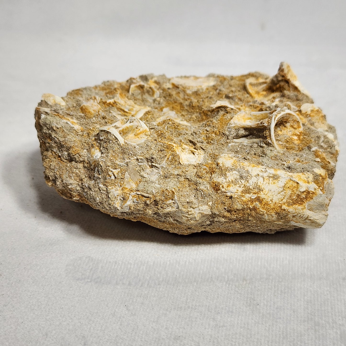 Detailed Fish Vertebrae in Matrix