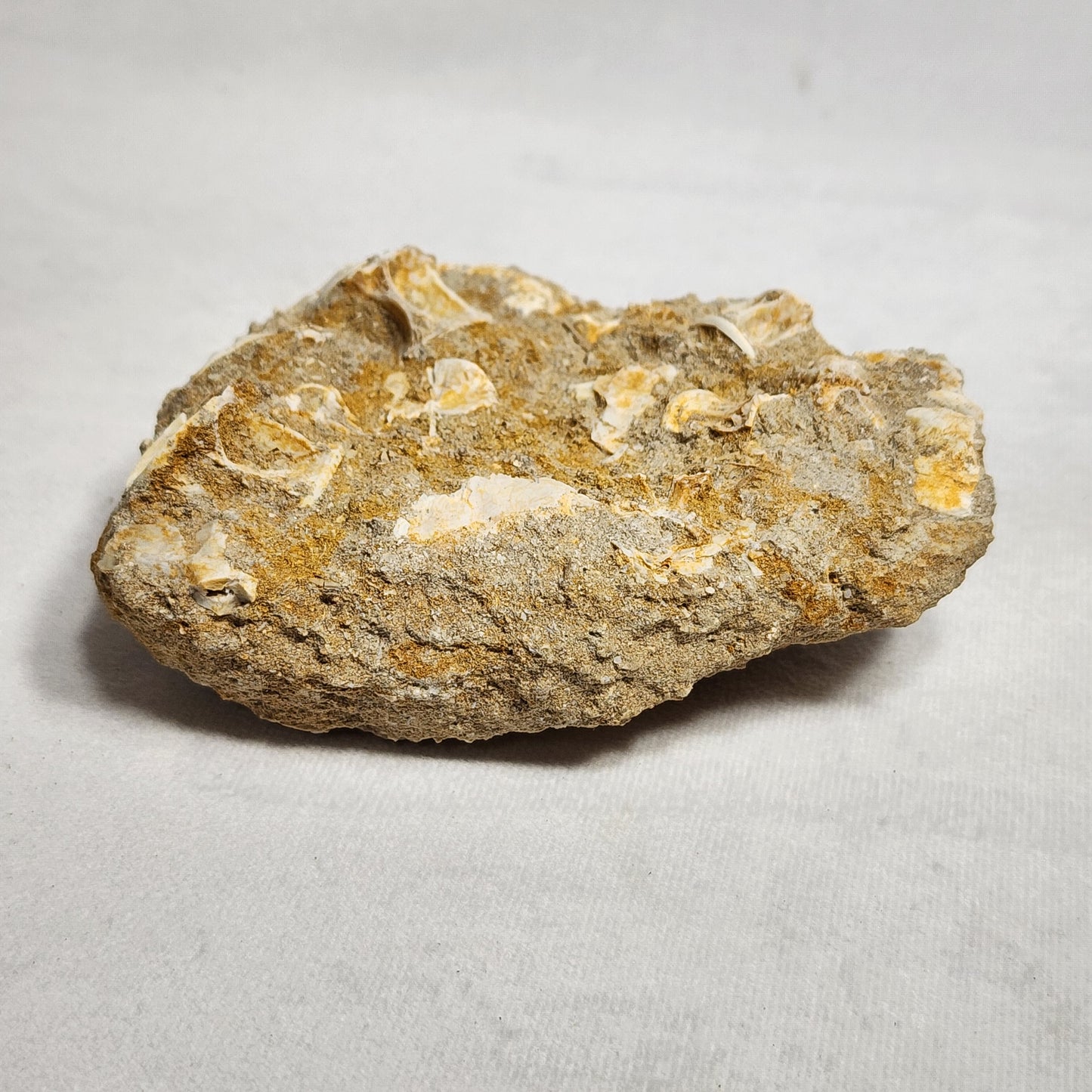 Detailed Fish Vertebrae in Matrix