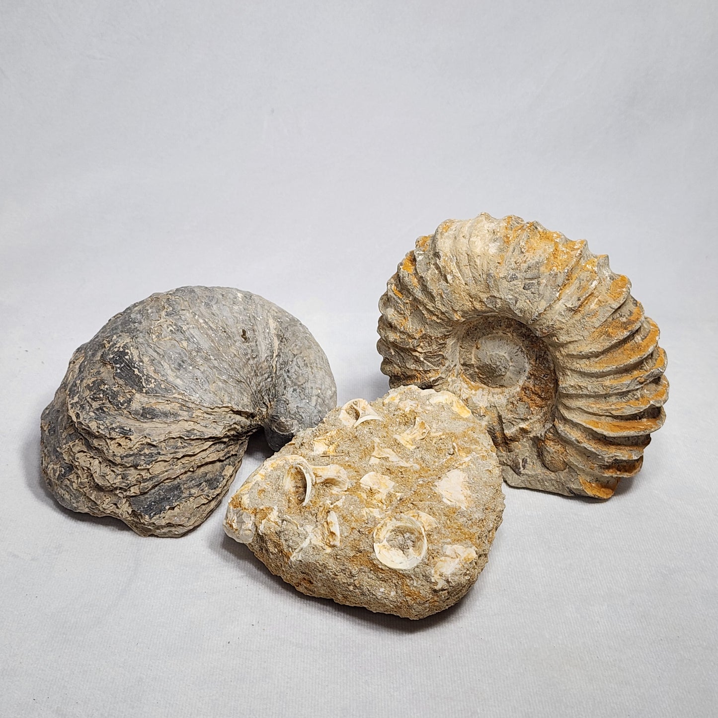 Detailed Fish Vertebrae in Matrix