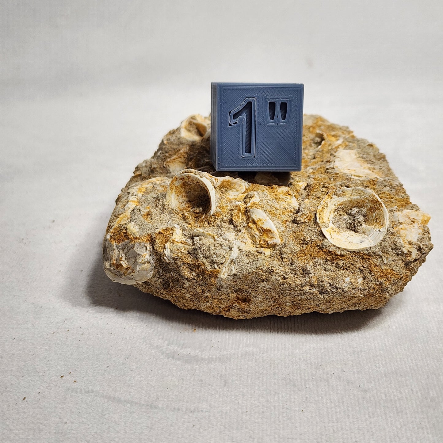 Detailed Fish Vertebrae in Matrix