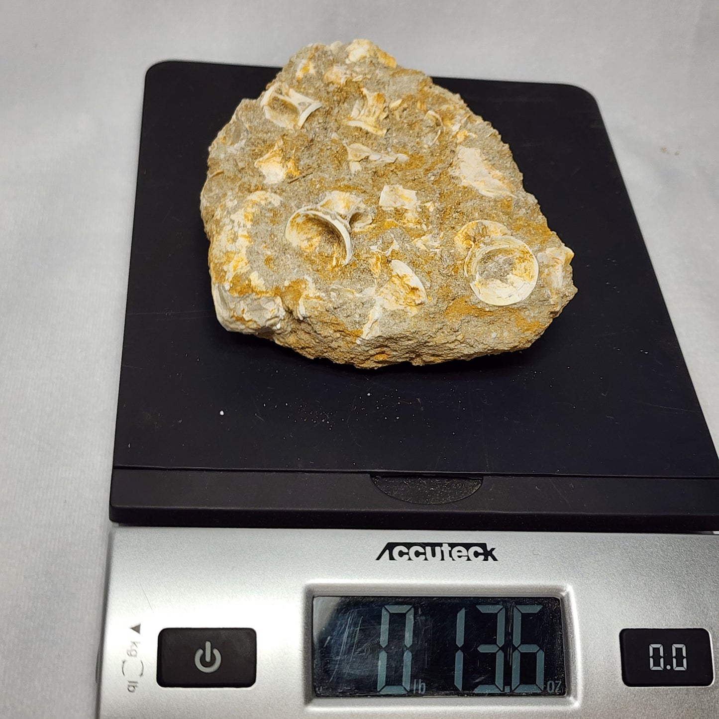 Detailed Fish Vertebrae in Matrix