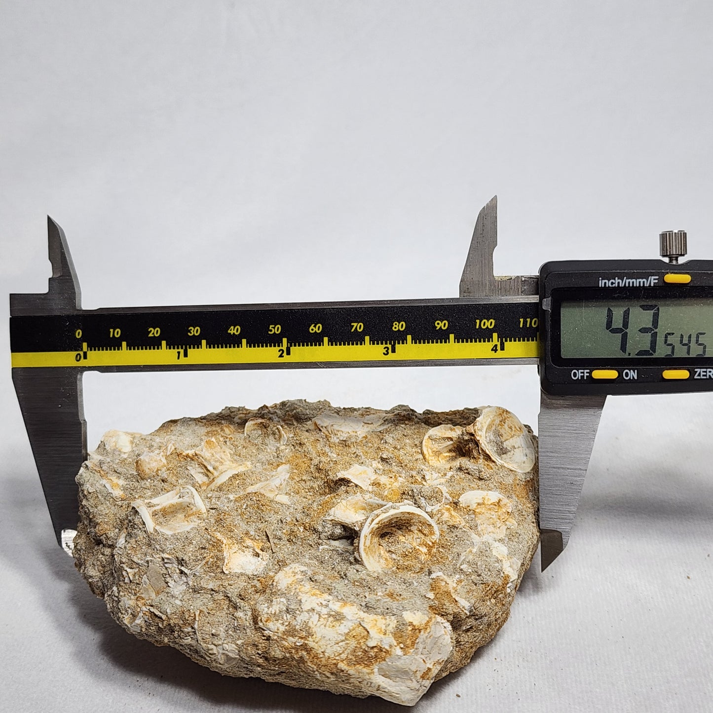 Detailed Fish Vertebrae in Matrix