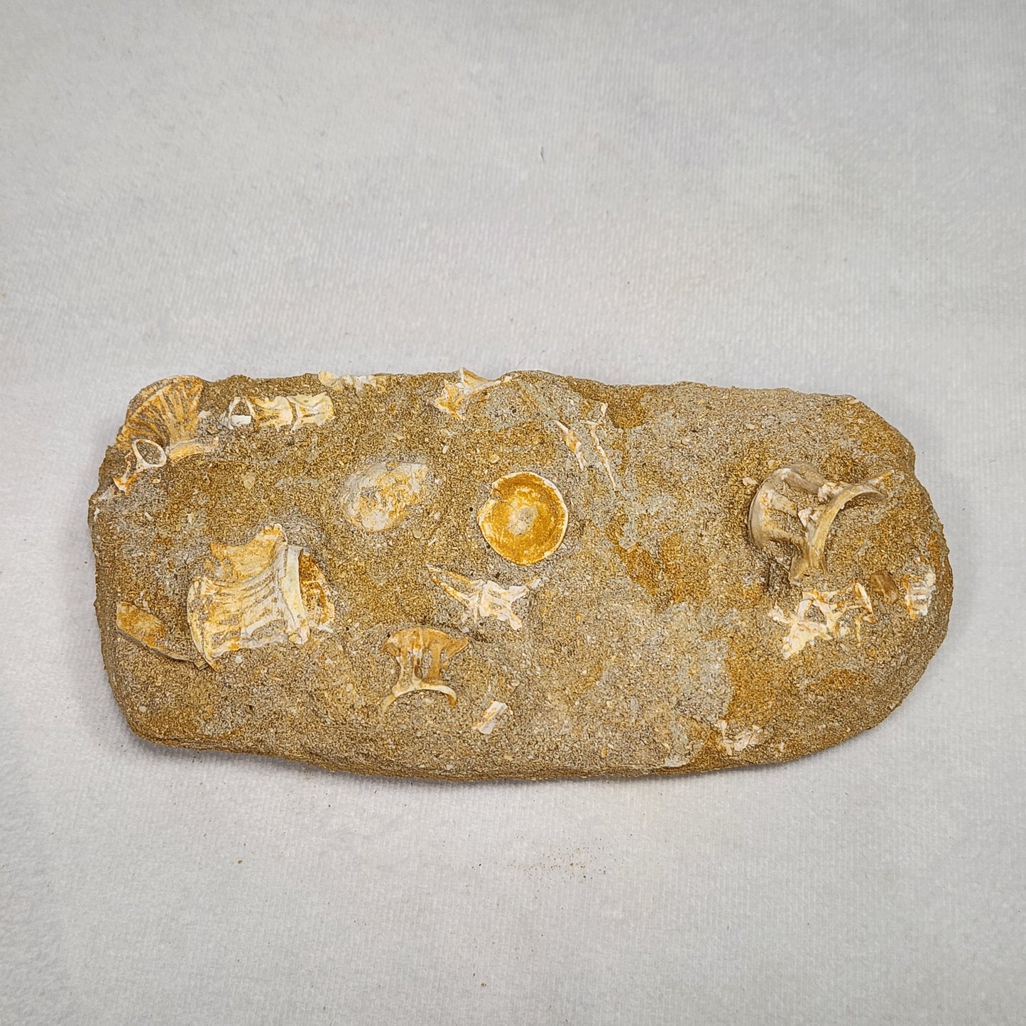 Fantastic Fossilized Fish Vertebrae in Matrix