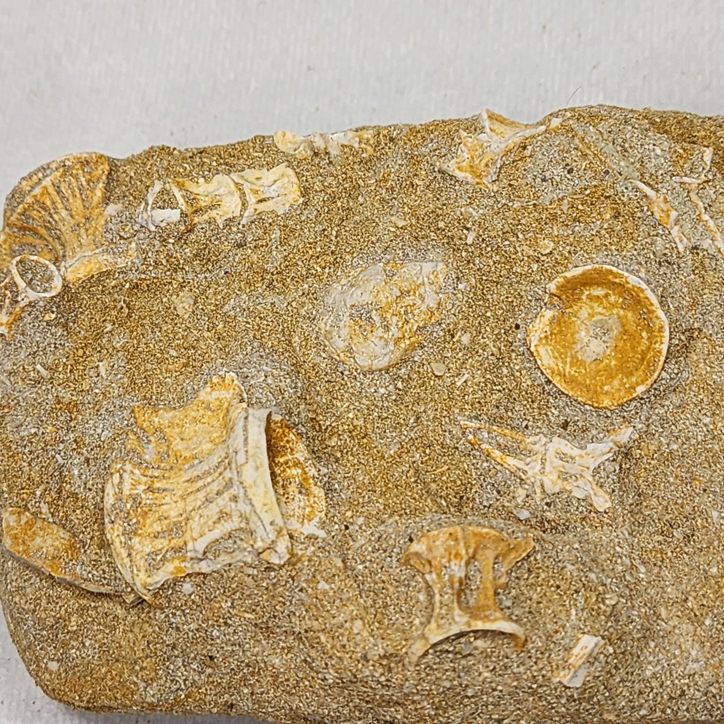 Fantastic Fossilized Fish Vertebrae in Matrix