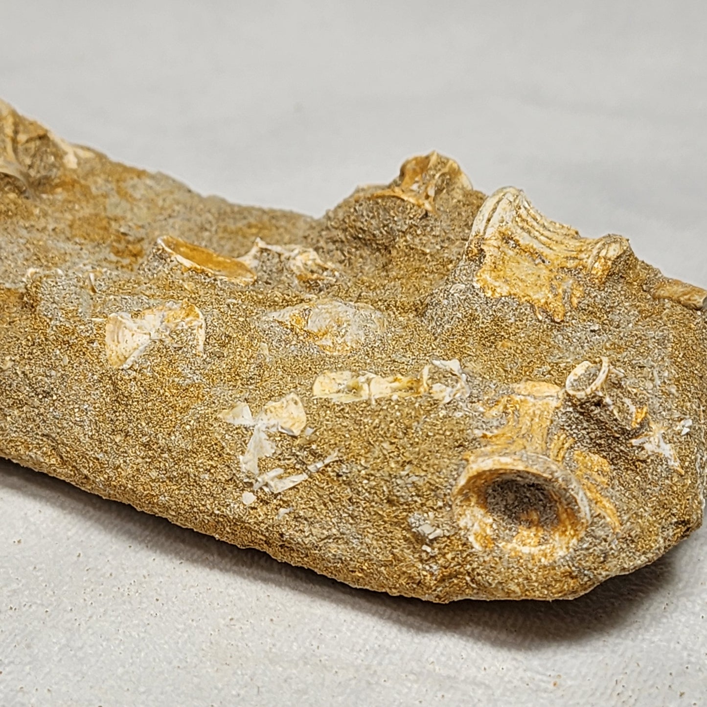 Fantastic Fossilized Fish Vertebrae in Matrix