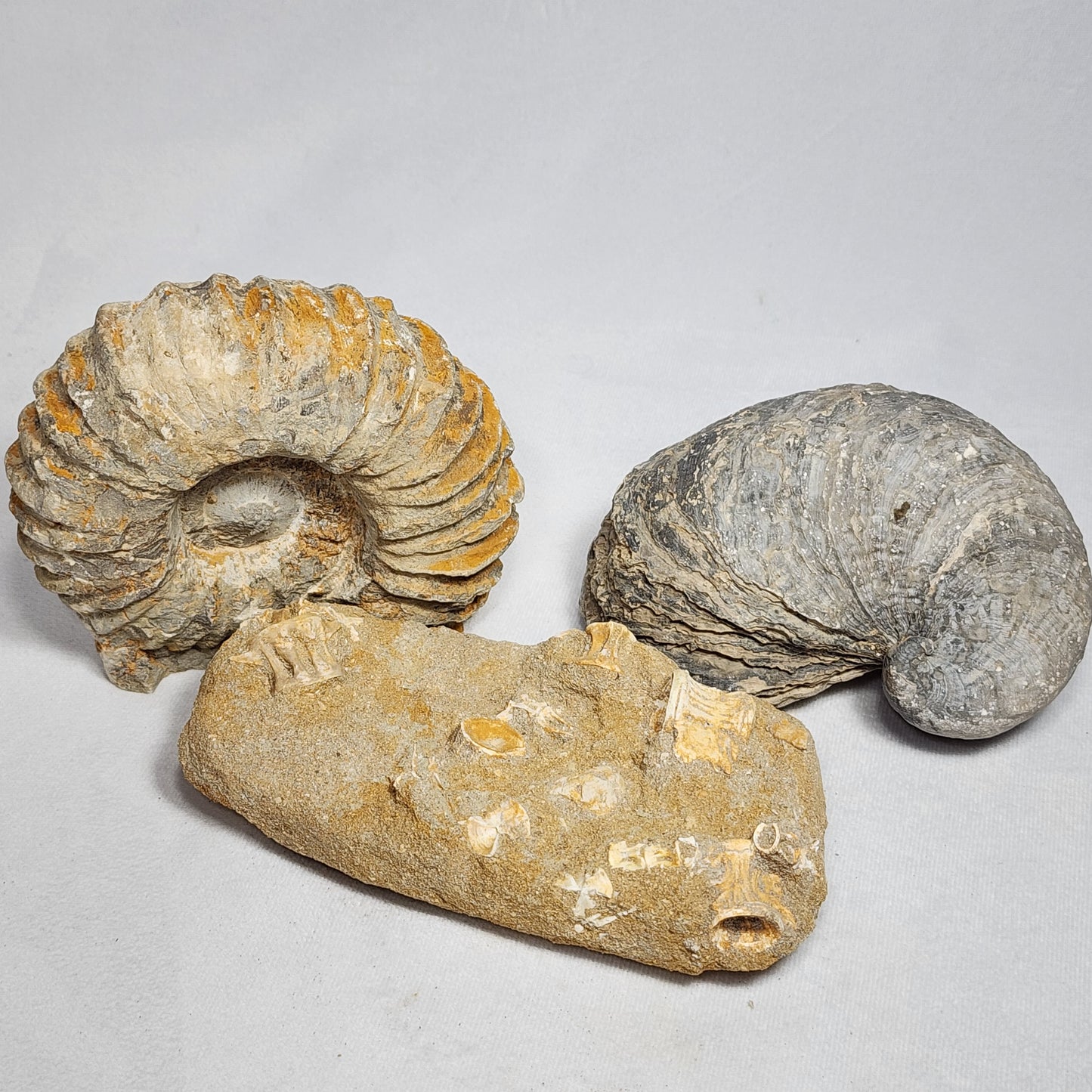 Fantastic Fossilized Fish Vertebrae in Matrix