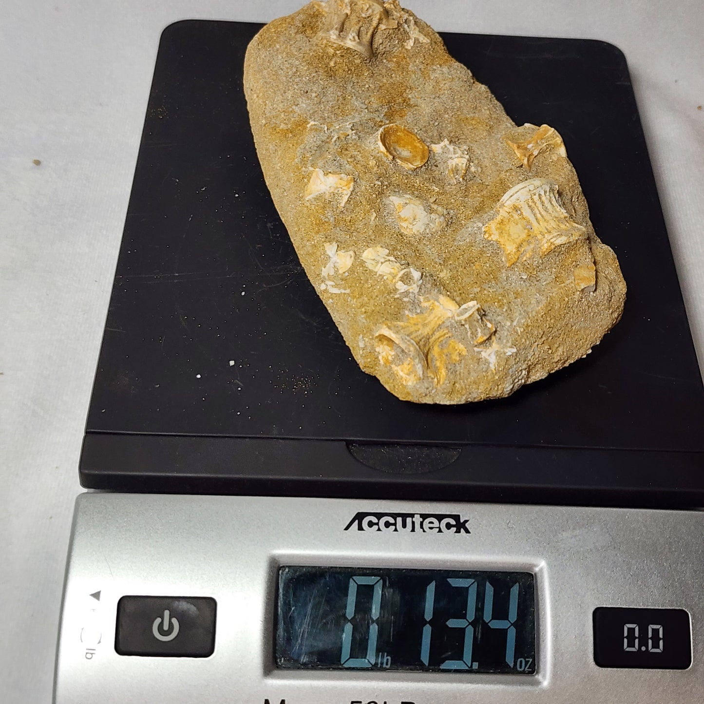 Fantastic Fossilized Fish Vertebrae in Matrix