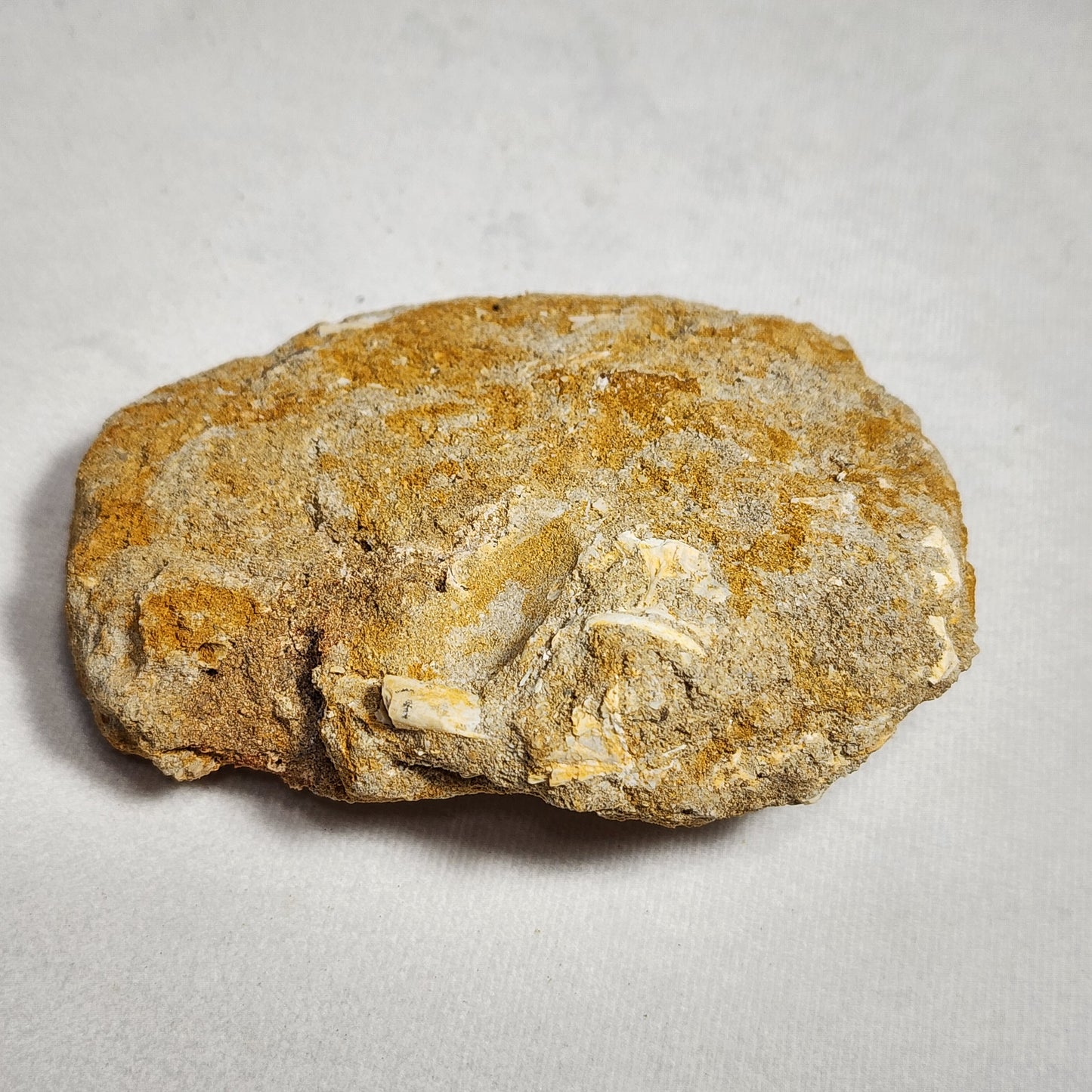 Splendid Saber Toothed Herring Fish Vertebrae