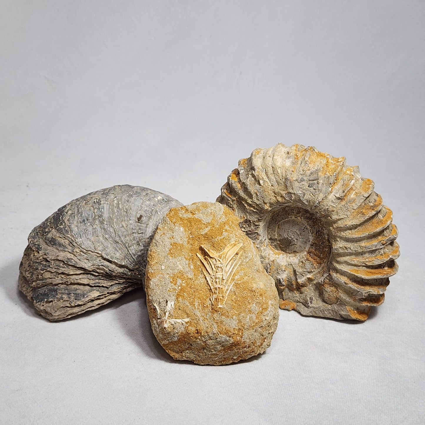 Splendid Saber Toothed Herring Fish Vertebrae