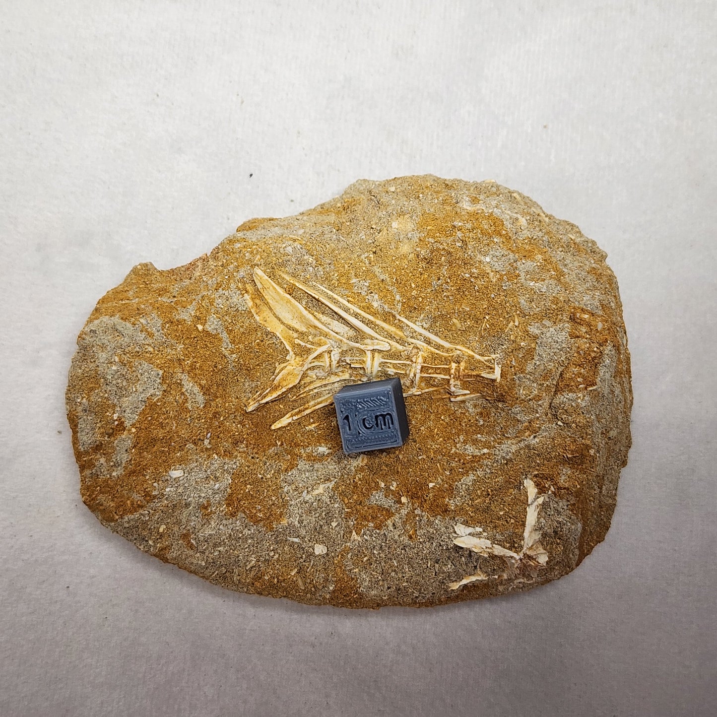 Splendid Saber Toothed Herring Fish Vertebrae