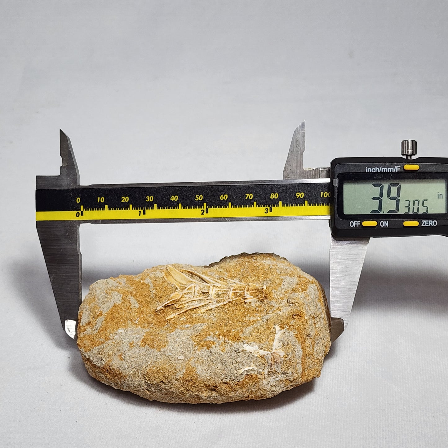 Splendid Saber Toothed Herring Fish Vertebrae