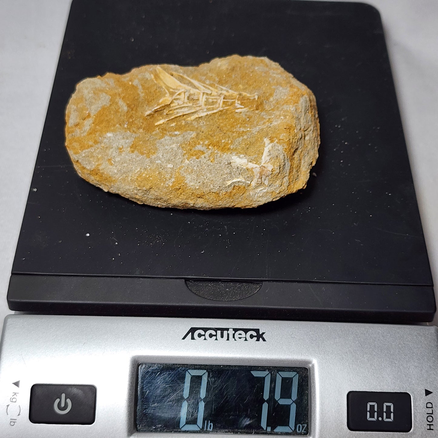 Splendid Saber Toothed Herring Fish Vertebrae