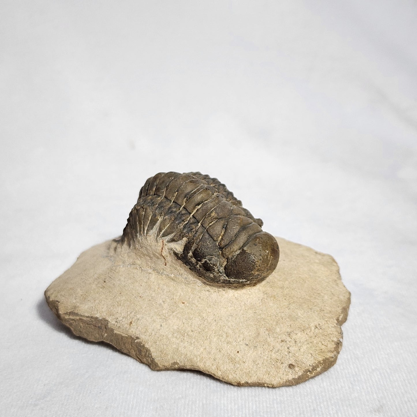 "Crawling" Crotalocephalina Trilobite