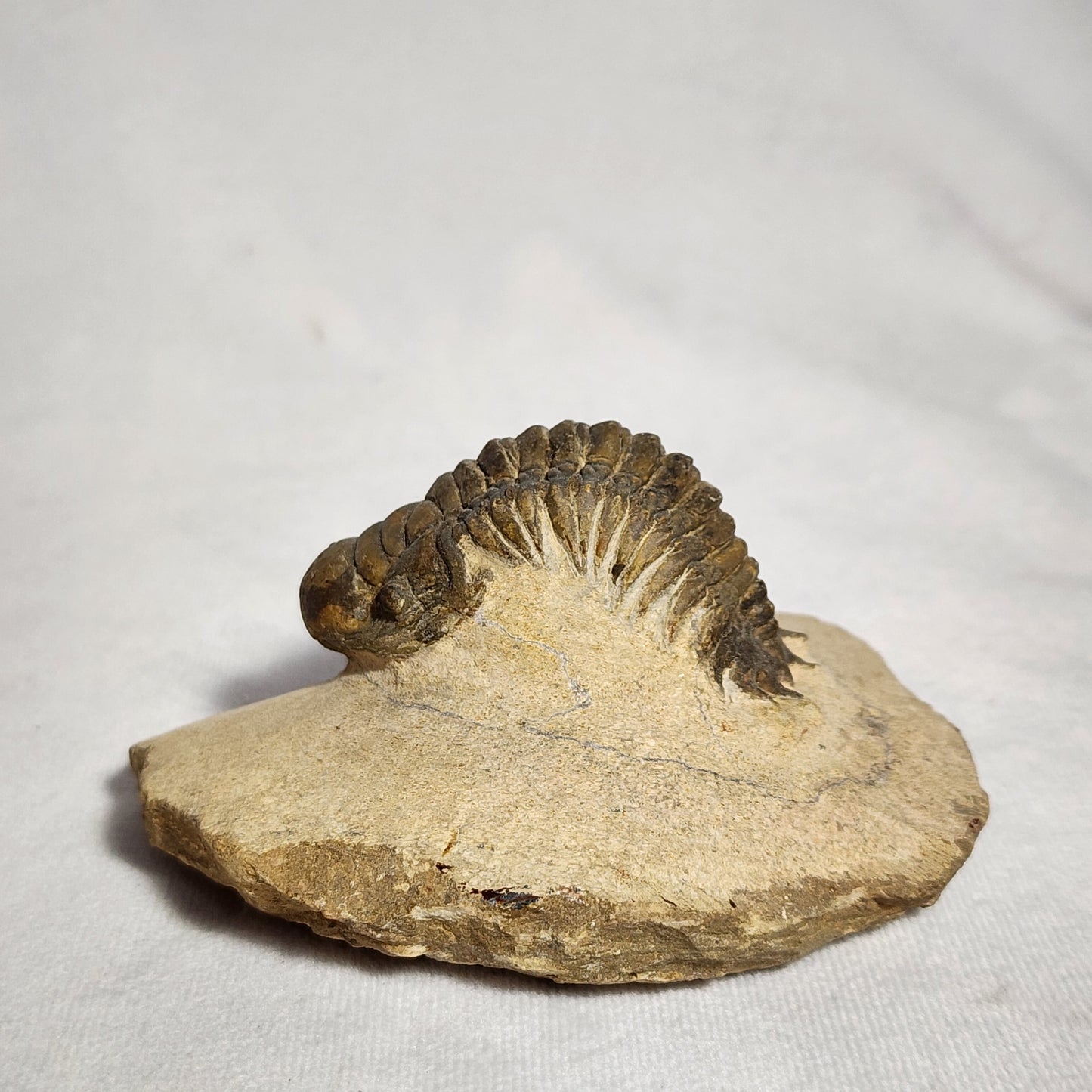 "Crawling" Crotalocephalina Trilobite