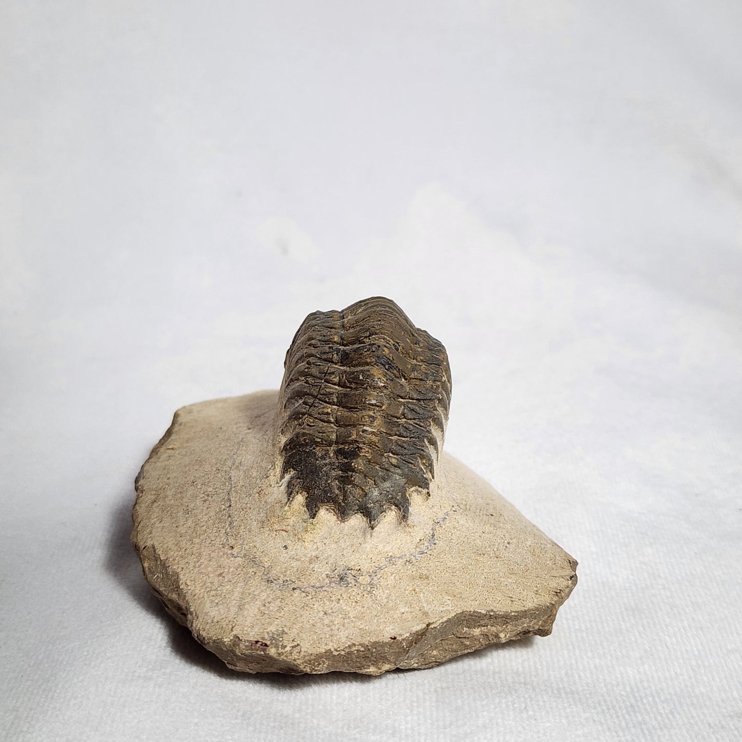 "Crawling" Crotalocephalina Trilobite