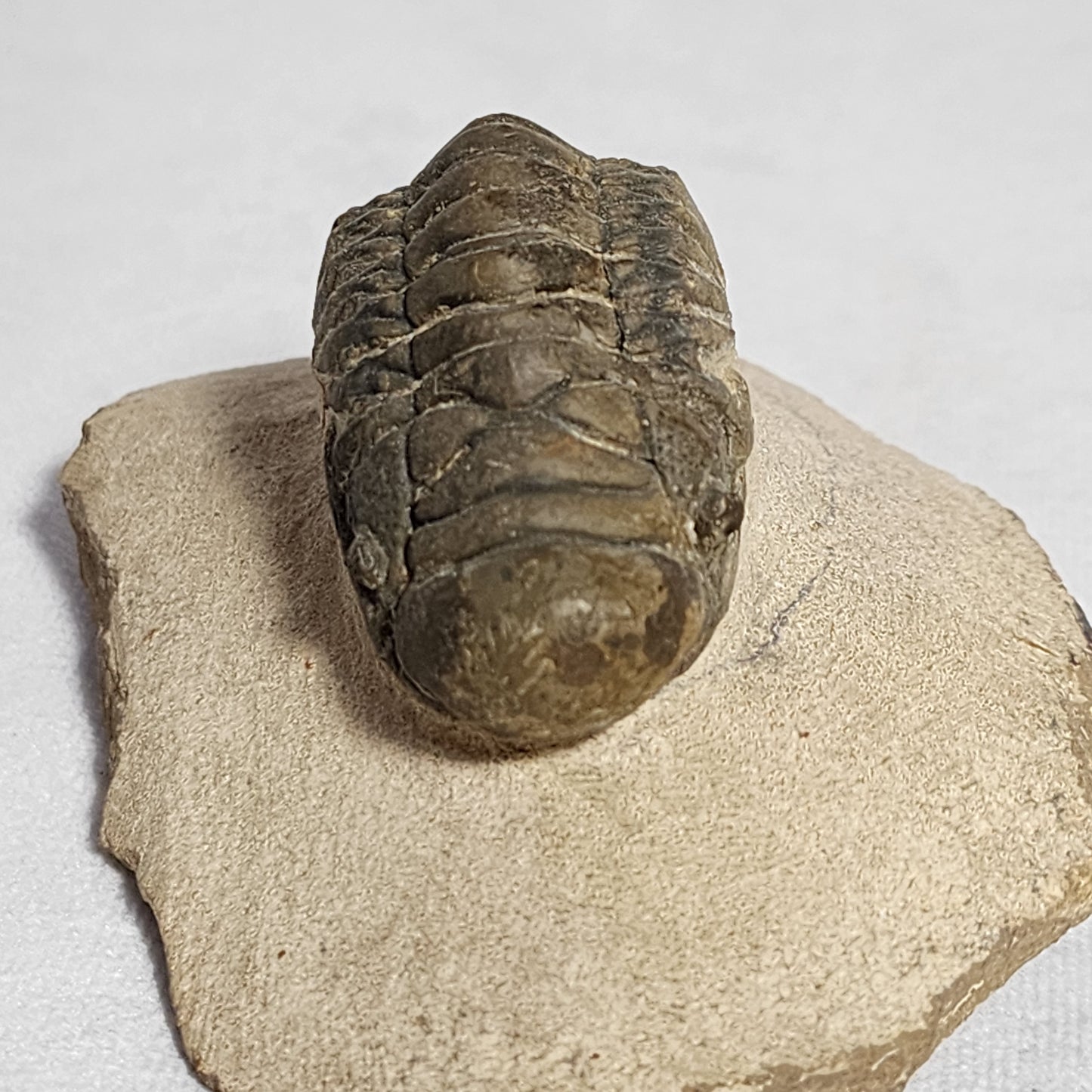 "Crawling" Crotalocephalina Trilobite