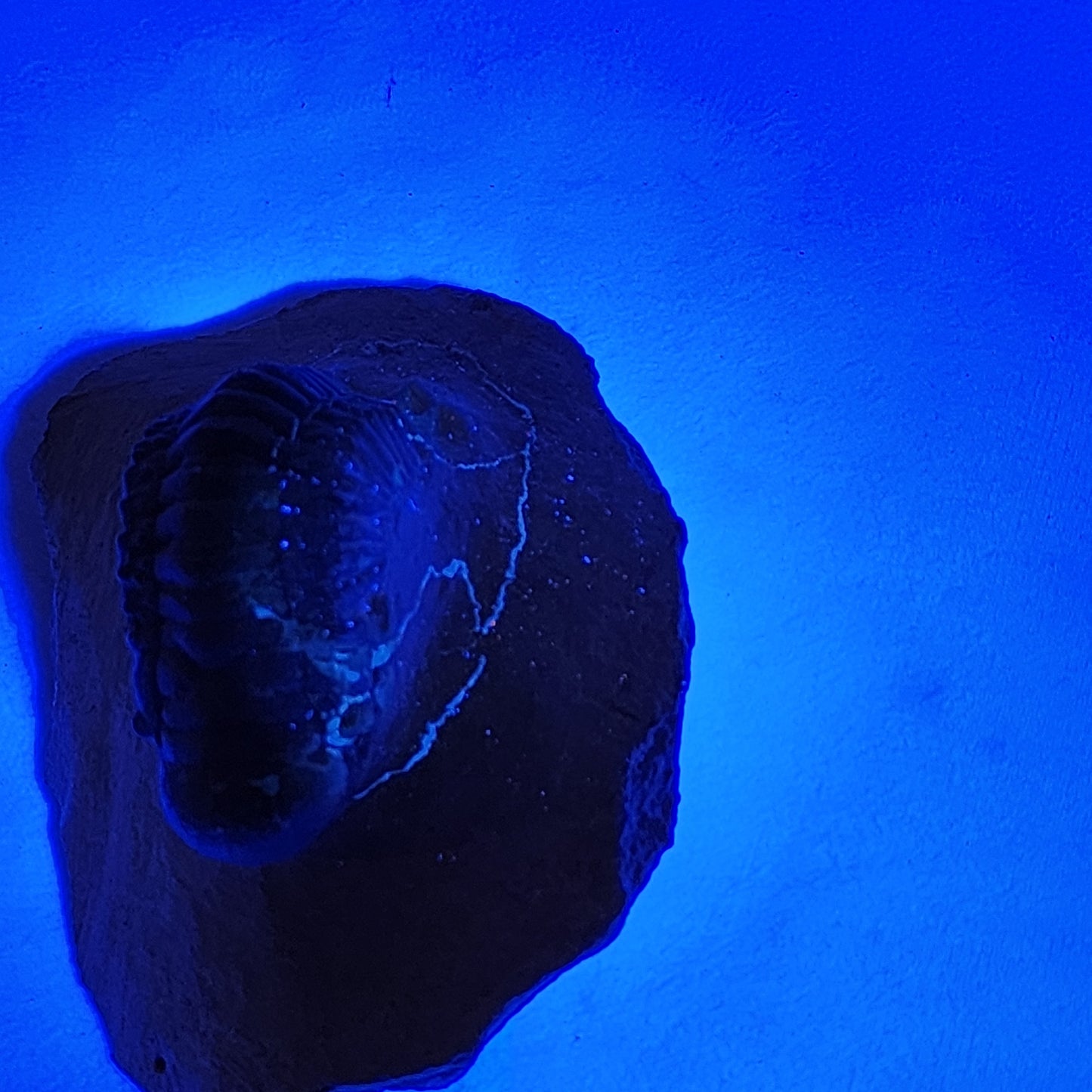 "Crawling" Crotalocephalina Trilobite