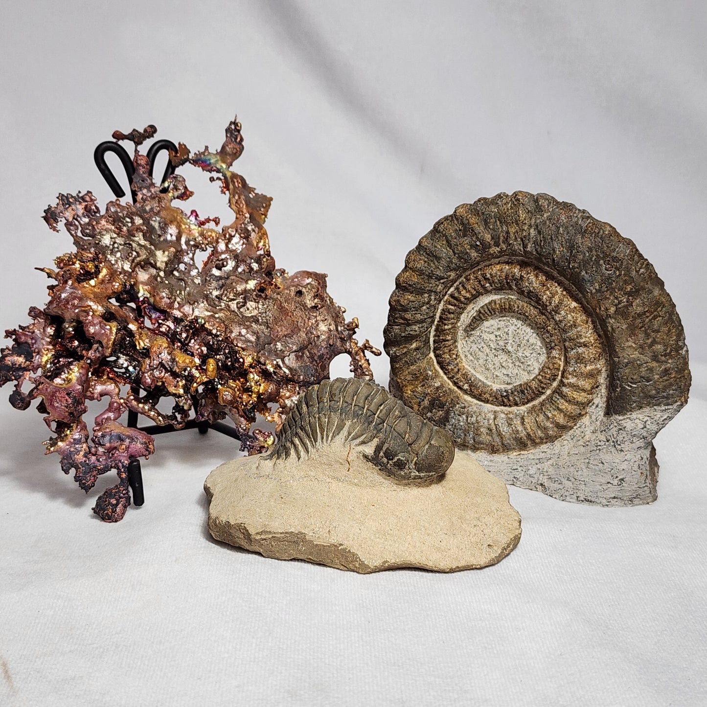 "Crawling" Crotalocephalina Trilobite