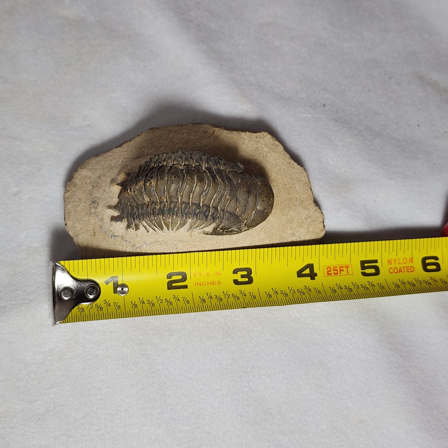 "Crawling" Crotalocephalina Trilobite