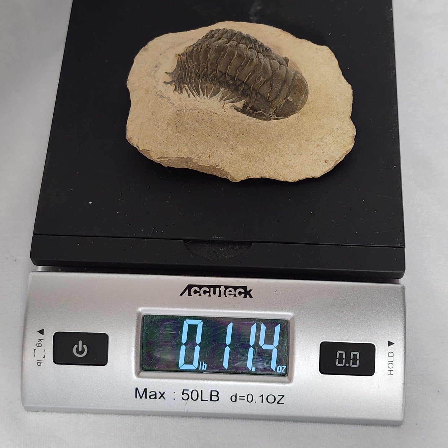 "Crawling" Crotalocephalina Trilobite