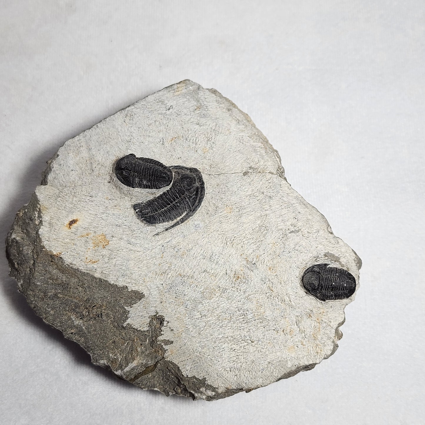 Fantastic Triple Trilobites from Morocco