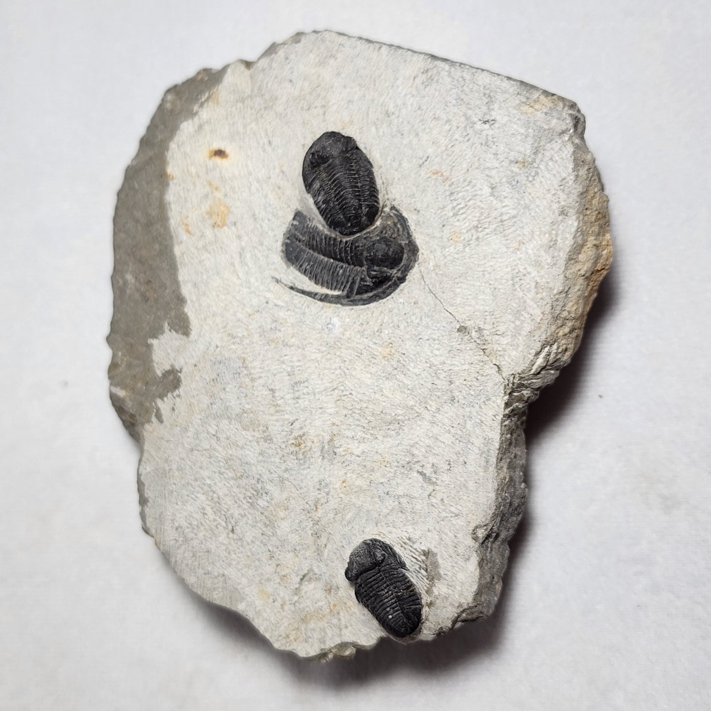 Fantastic Triple Trilobites from Morocco