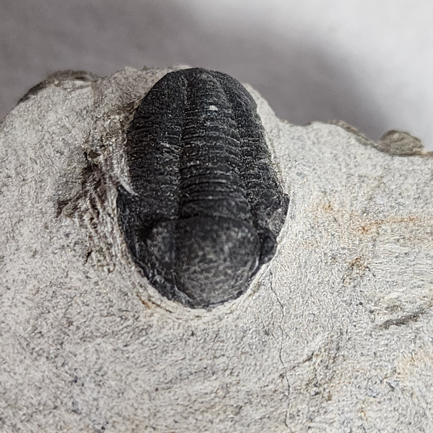 Fantastic Triple Trilobites from Morocco