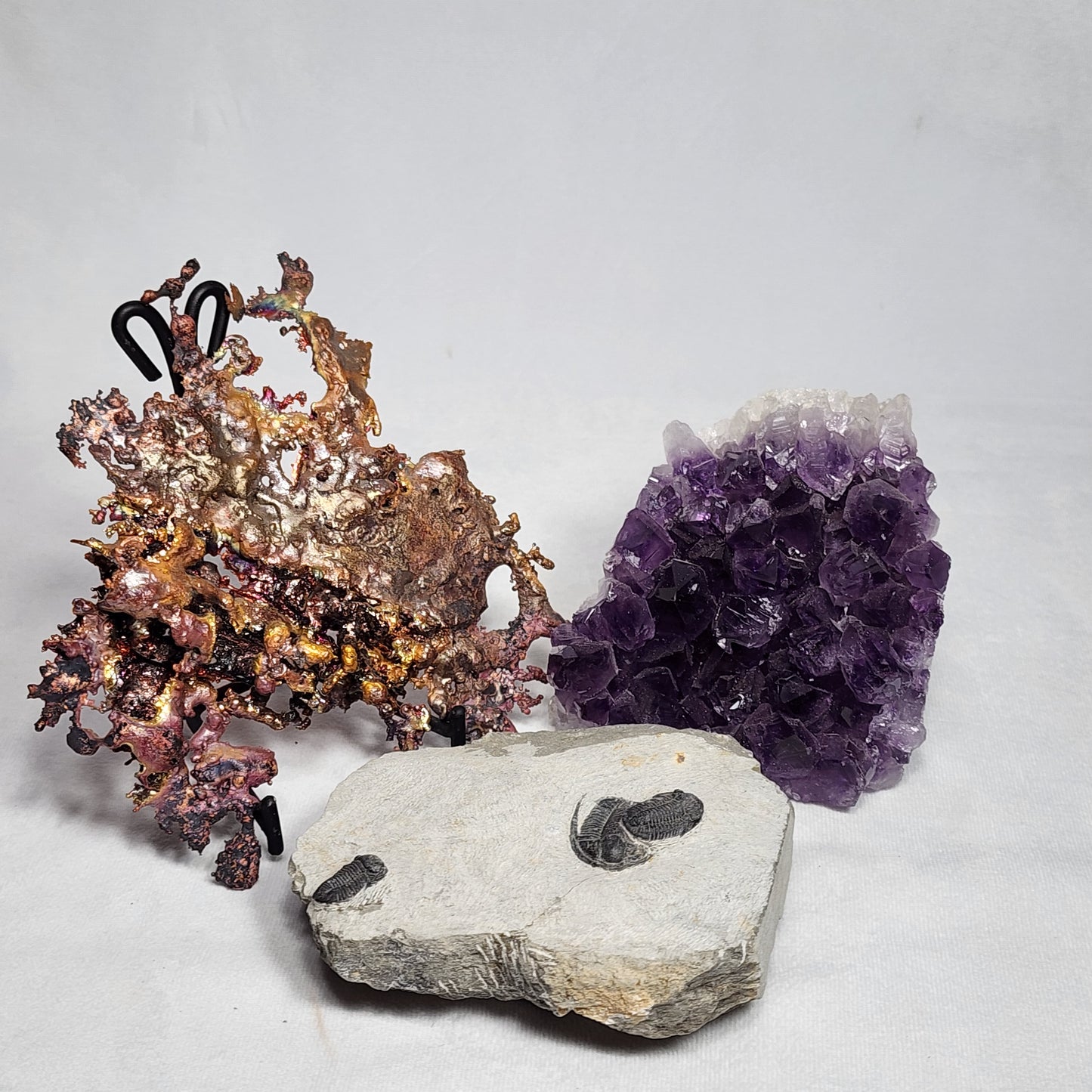 Fantastic Triple Trilobites from Morocco