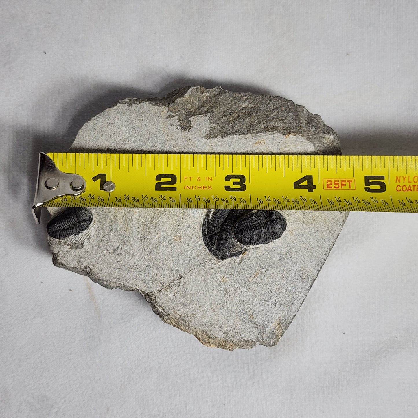 Fantastic Triple Trilobites from Morocco