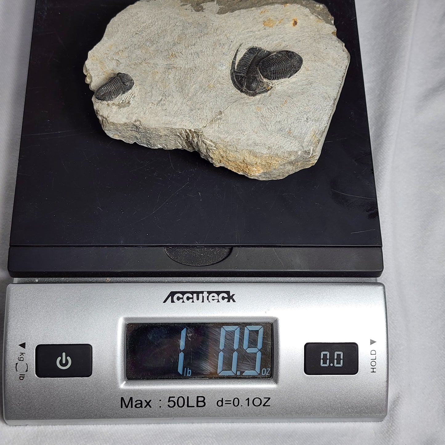 Fantastic Triple Trilobites from Morocco