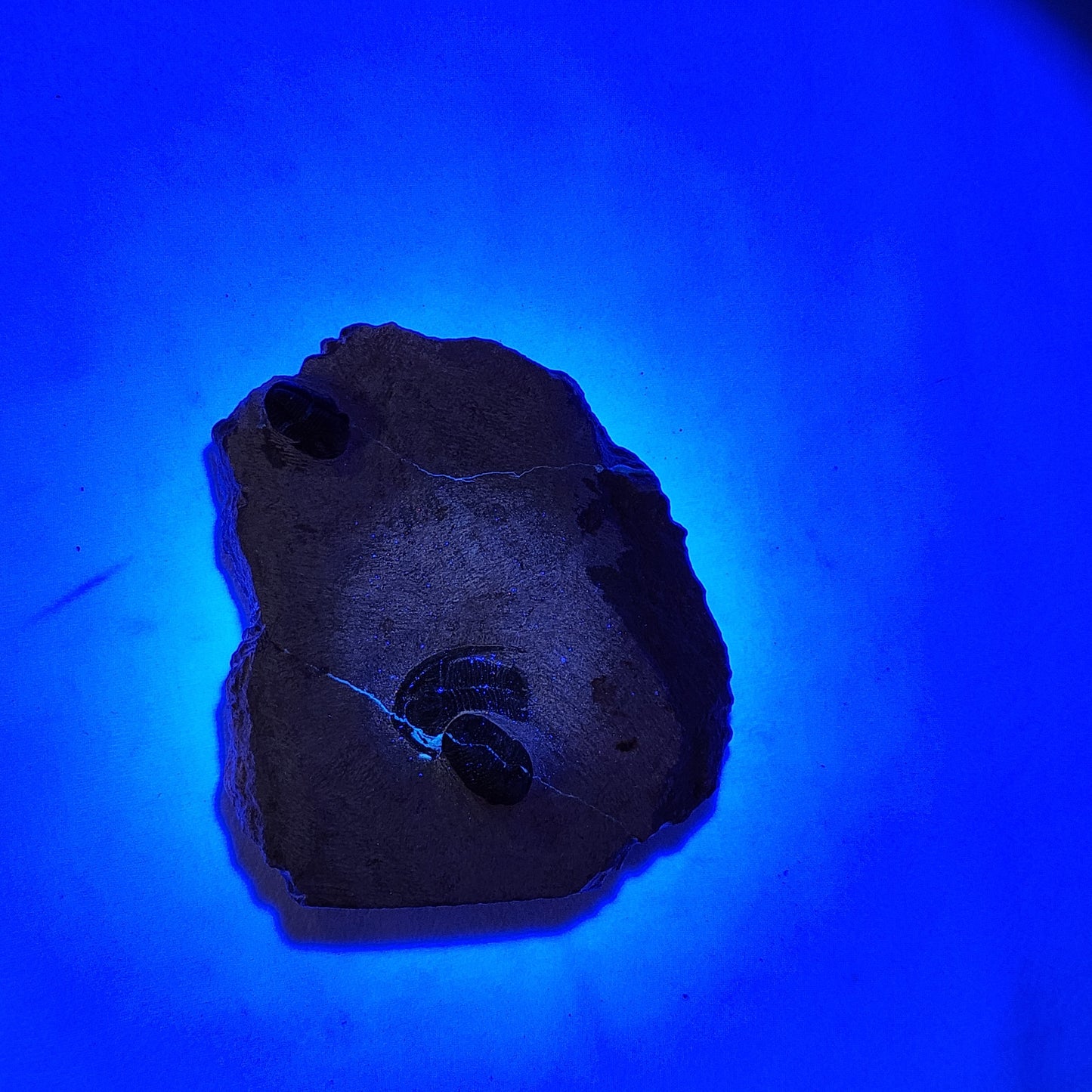 Fantastic Triple Trilobites from Morocco