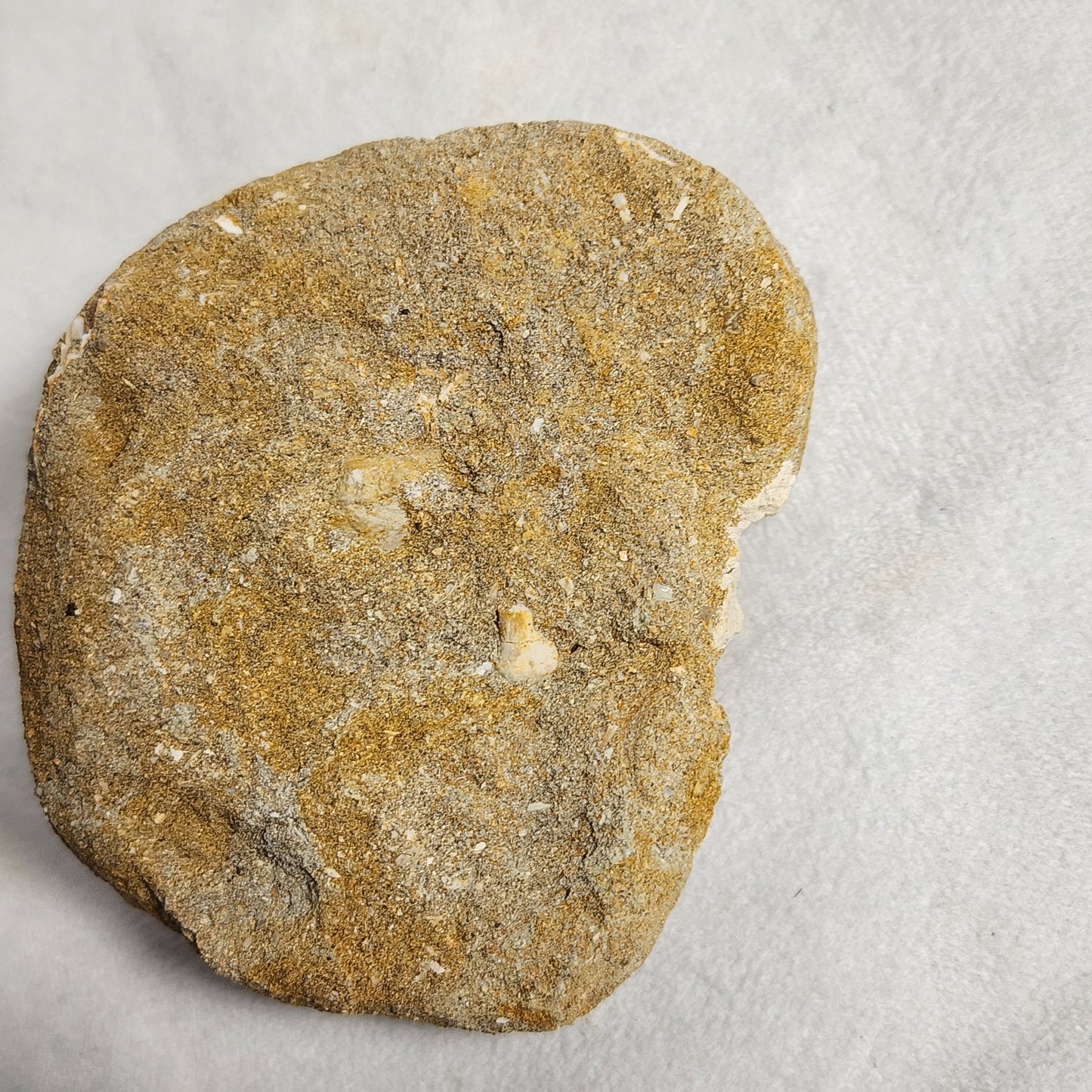 Fossilized Vertebrae in Matrix