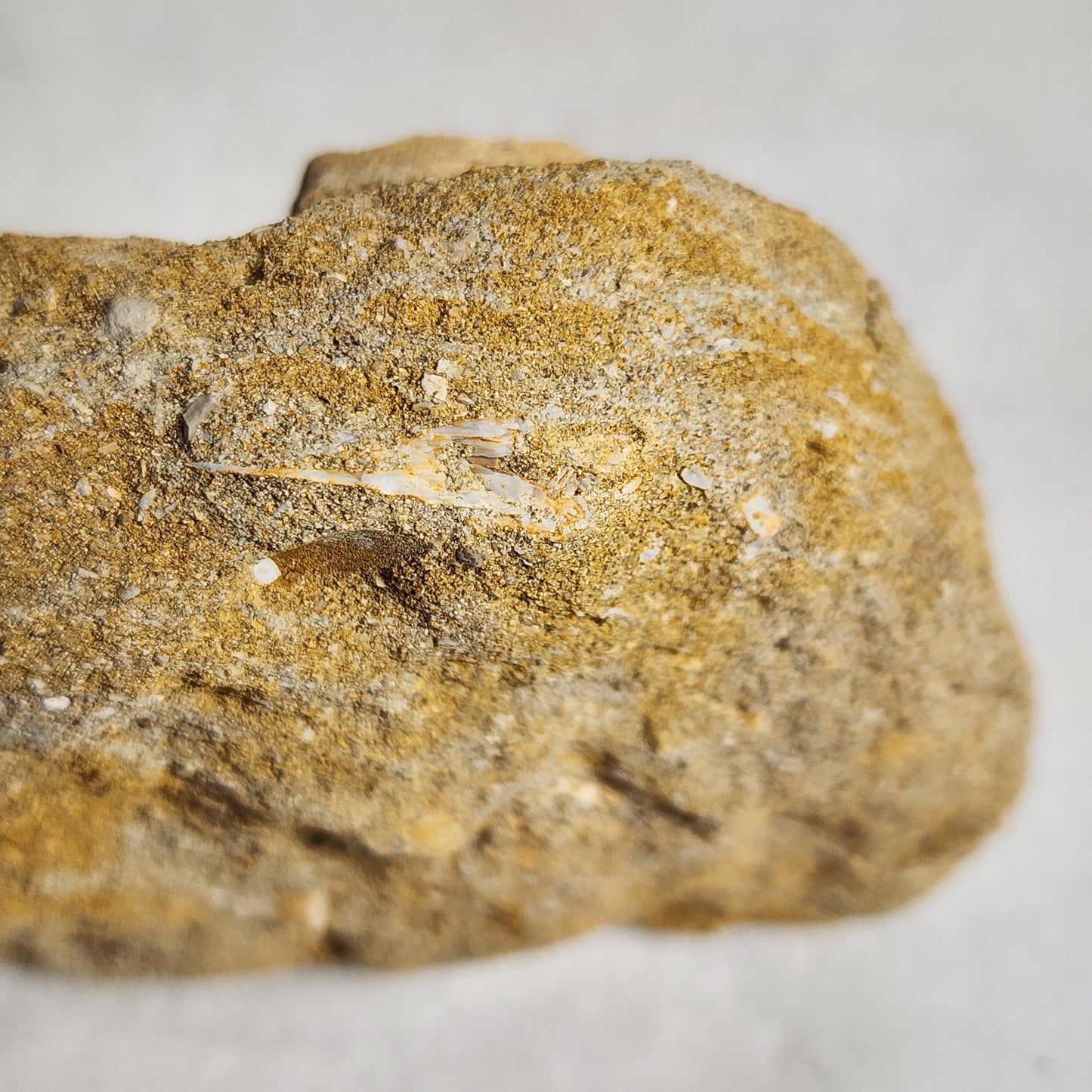 Fossilized Vertebrae in Matrix