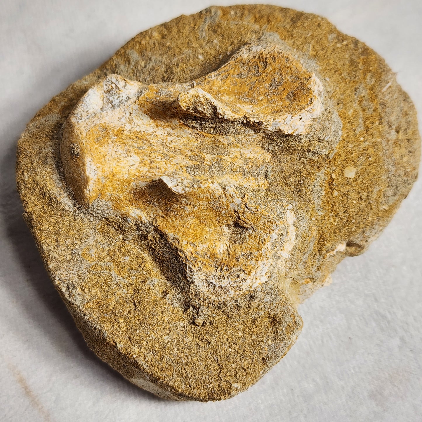 Fossilized Vertebrae in Matrix