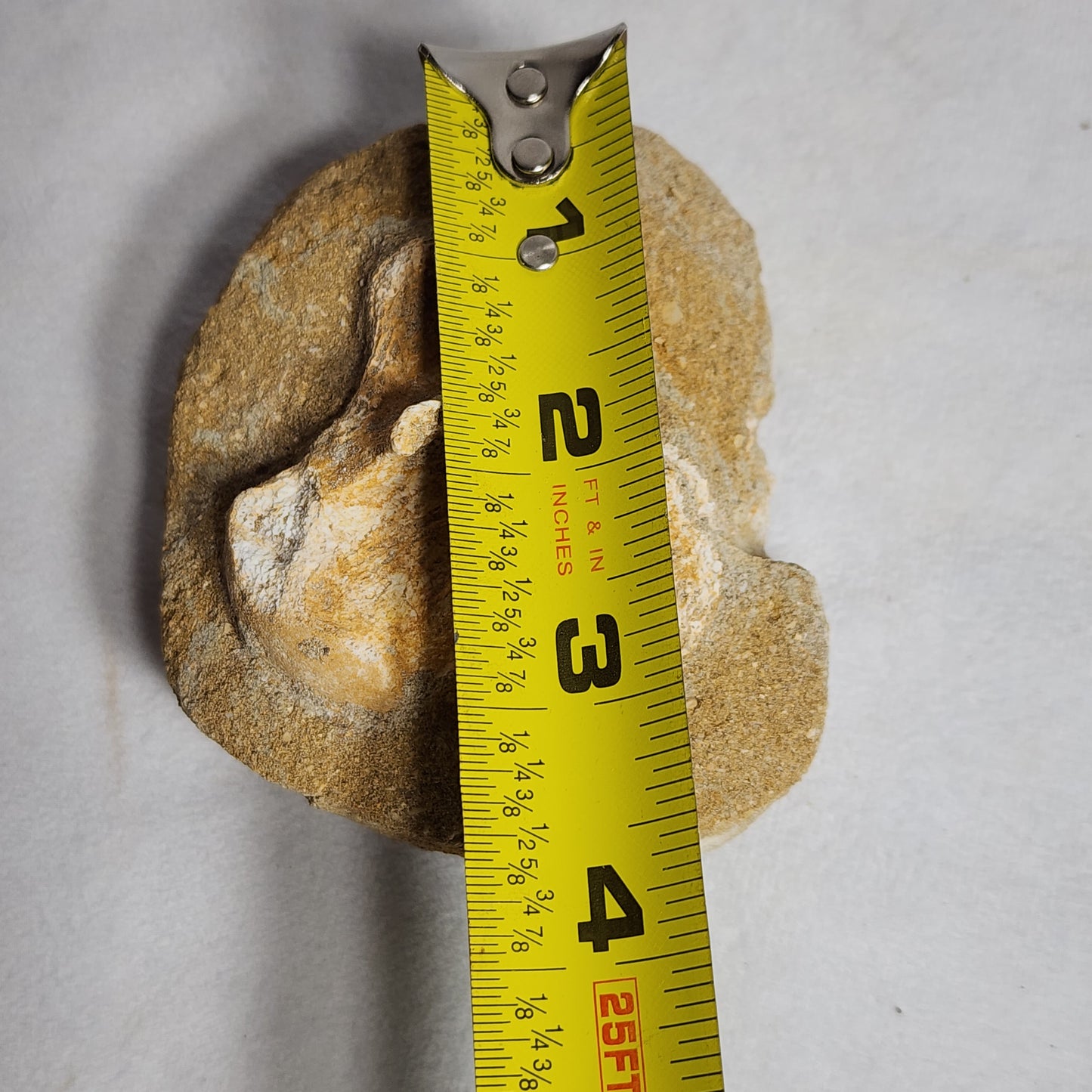 Fossilized Vertebrae in Matrix