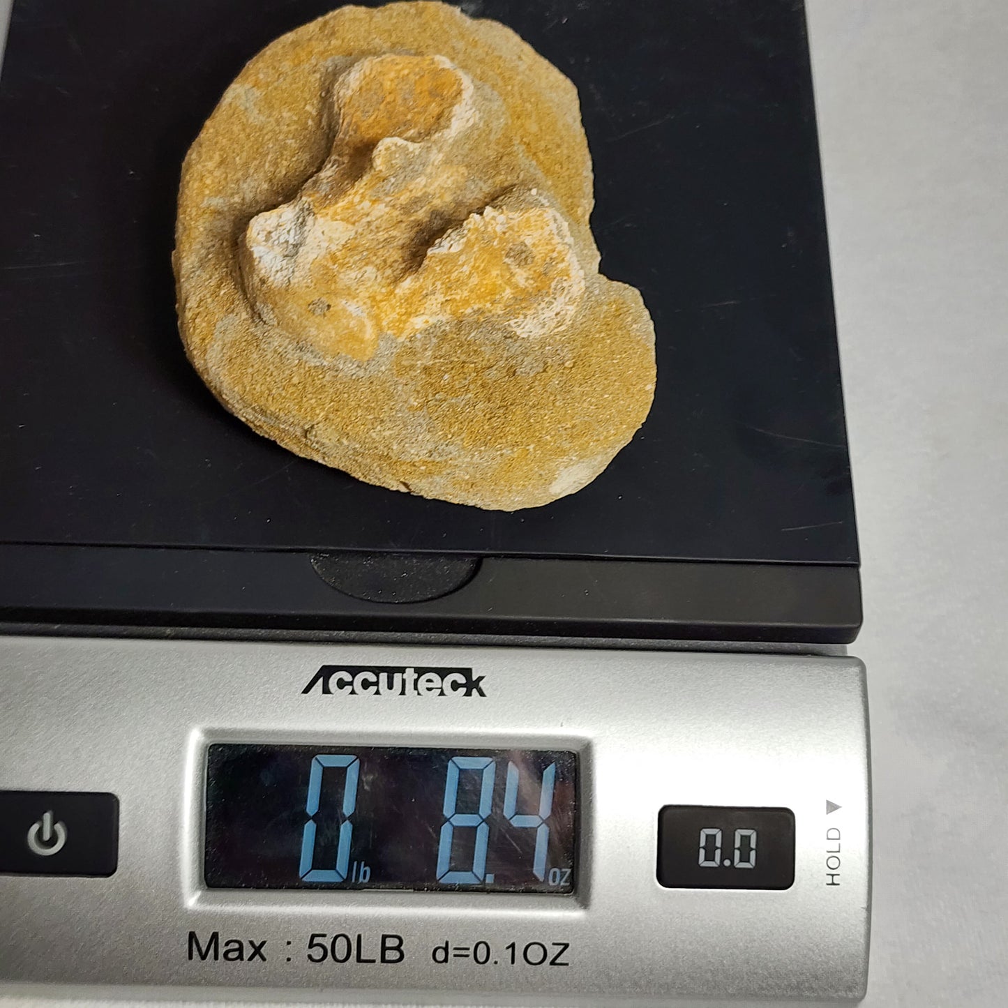 Fossilized Vertebrae in Matrix